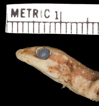 Media type: image;   Herpetology R-46856